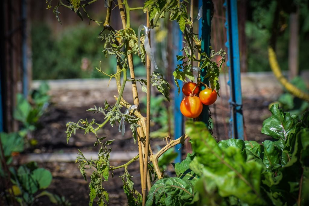 Heirloom tomatoes, coming in early due to the onset of heat this winter, are ready to be plucked at Organic Harvest Gardens. Photo by Brian Addison.