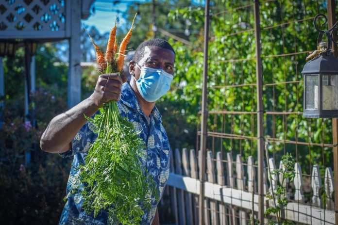 Chef Rod Dodd pulls some carrots from his farm in North Long Beach. Photo by Brian Addison.