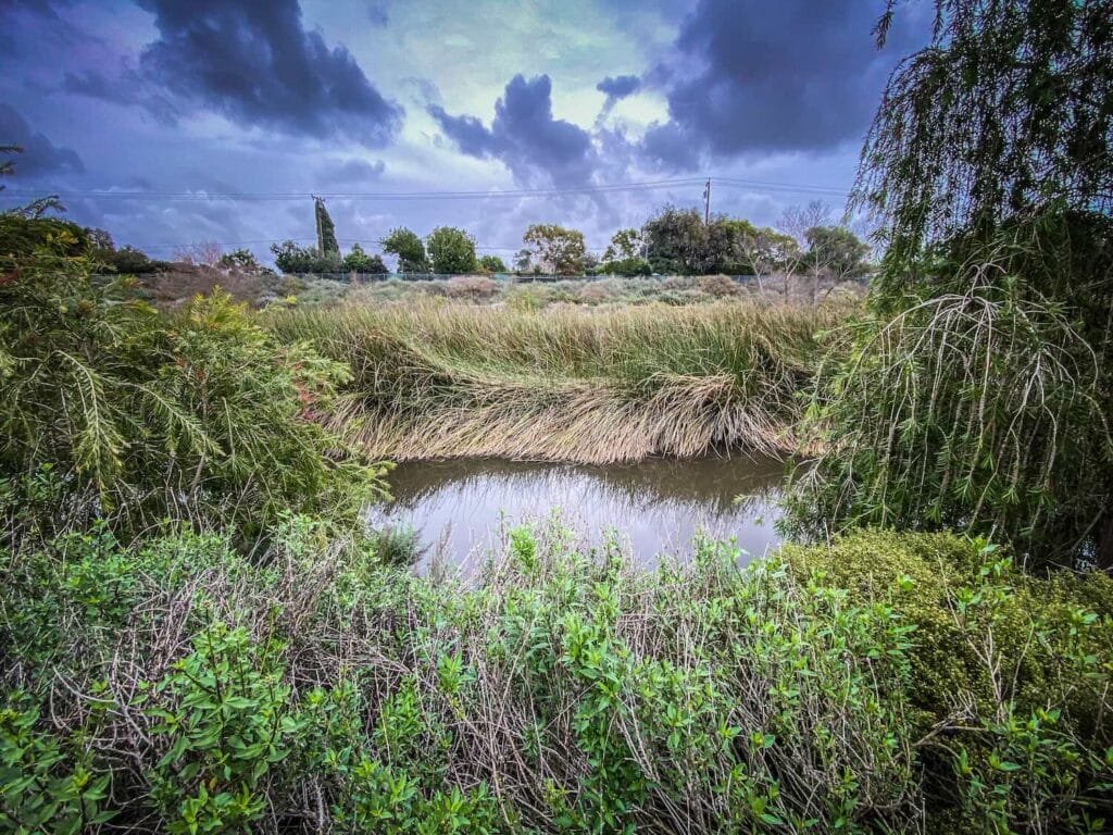 Dominguez gap wetlands